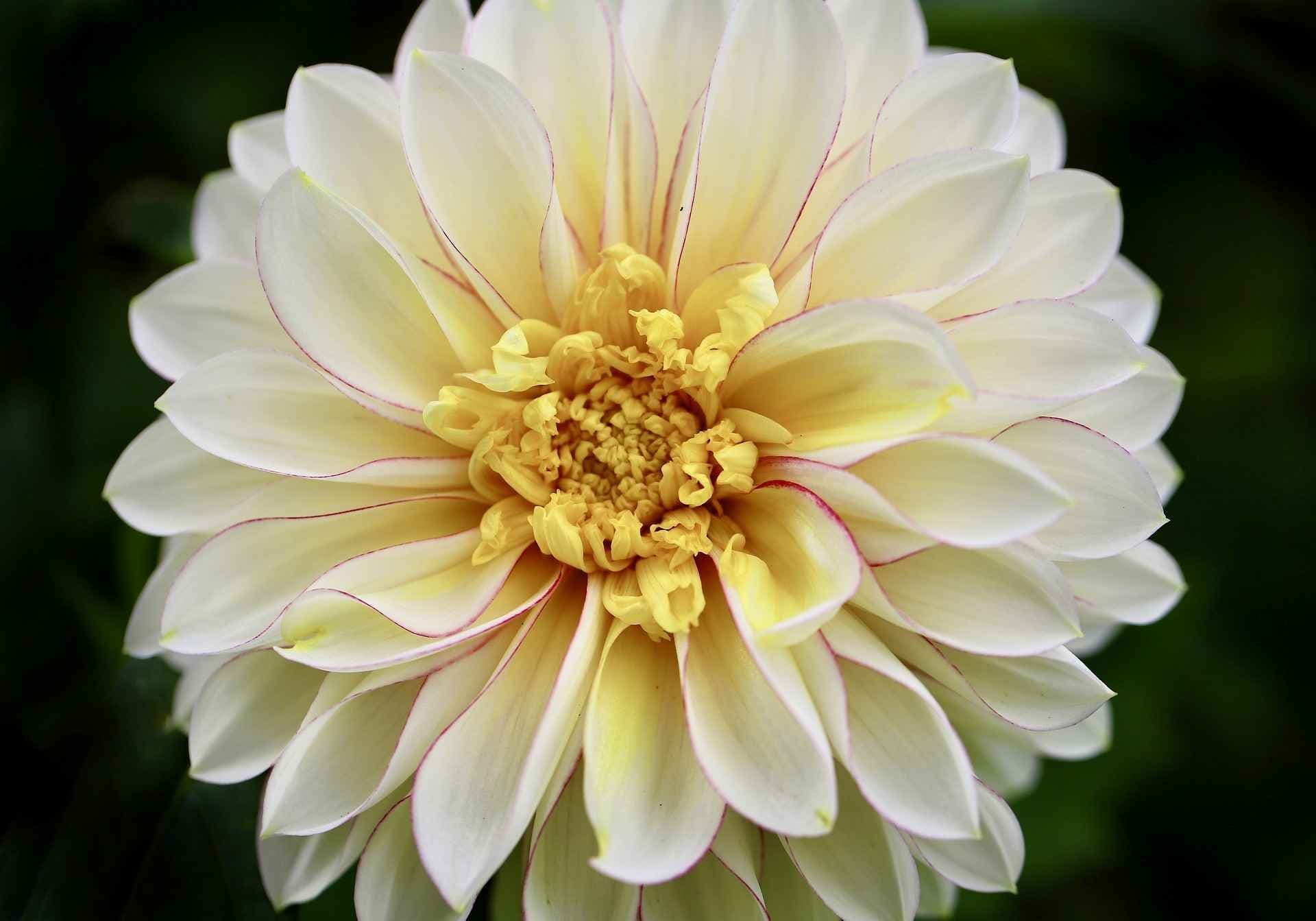 Dahlia med hvit blomst med gule sjatteringer. foto. 