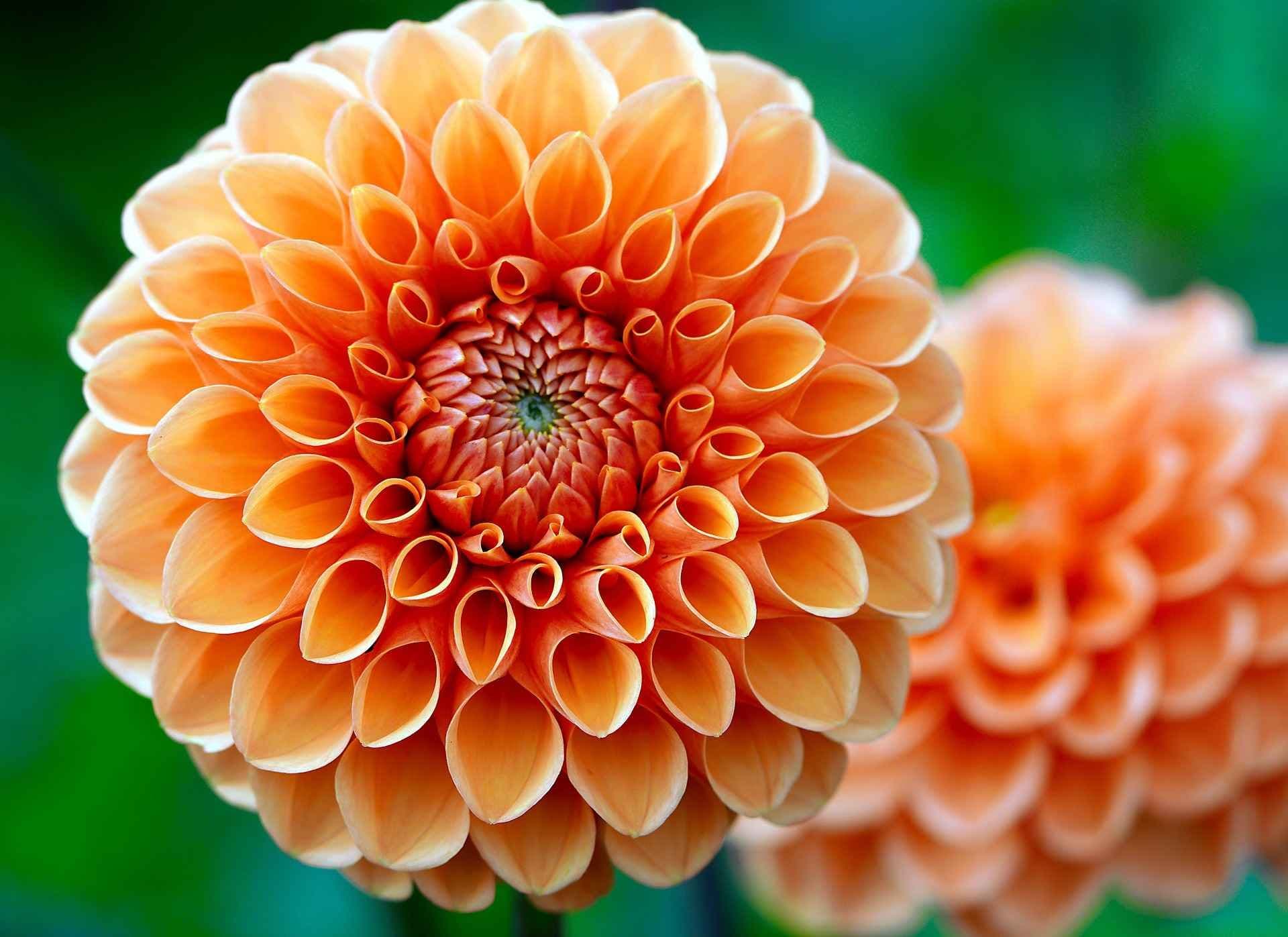 Dahlia med oransje og tett blomst. Foto. 