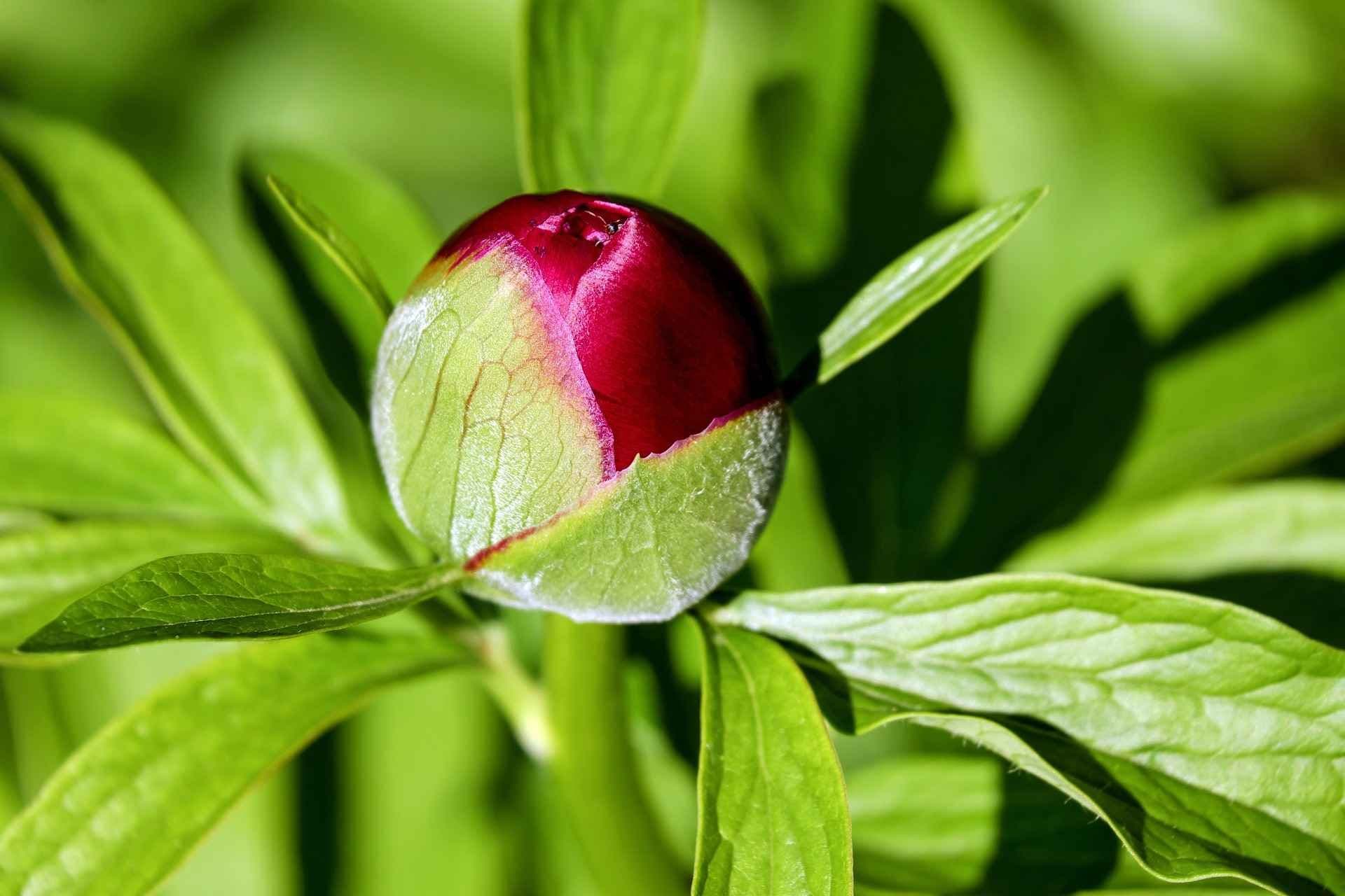 Peonknopp rosa. Foto. 