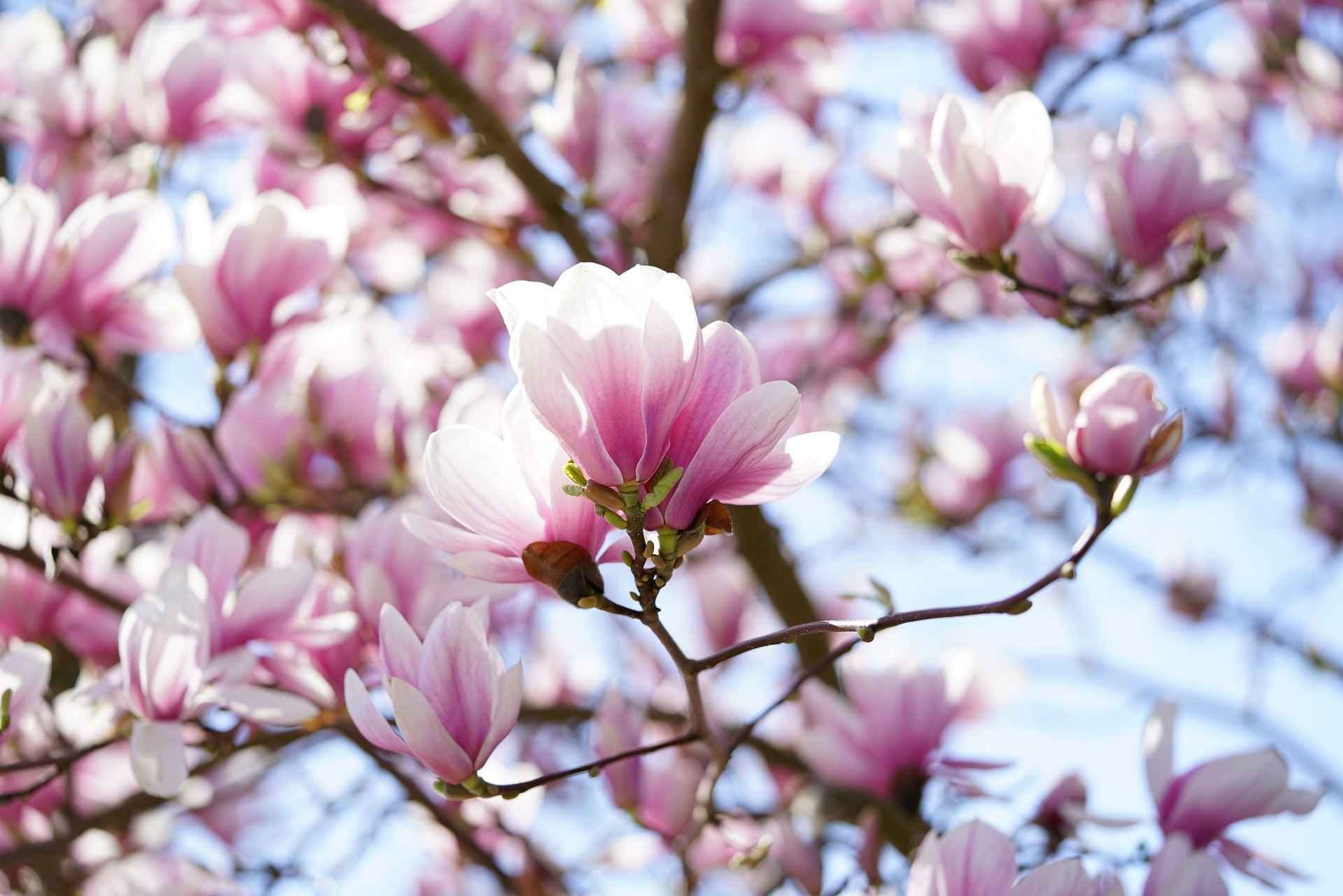 Tulipanmagnolia. Foto.